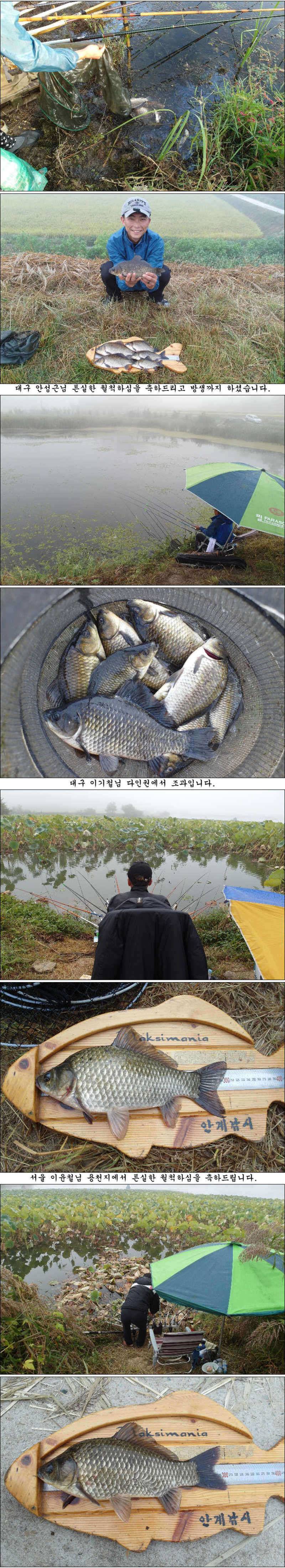 마릿수 재미에 월척들 조황입니다 (조황조행기 - 특파원조황)