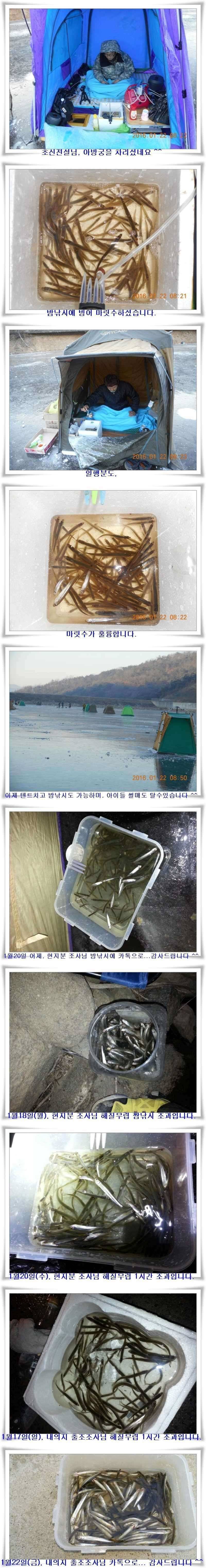 군위빙어 대박조과 (조황조행기 - 특파원조황)