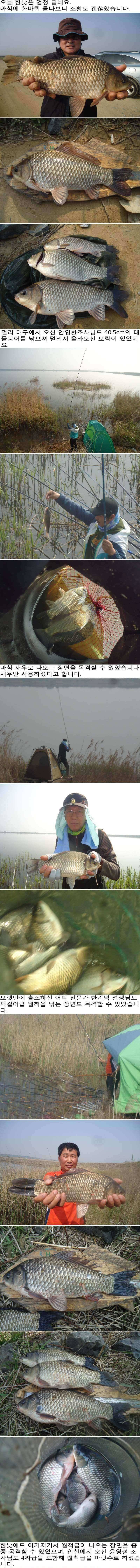 424 부남호 밤낚시에 새우 미끼에 4짜급 대물붕어 조황 (조황조행기 - 특파원조황)