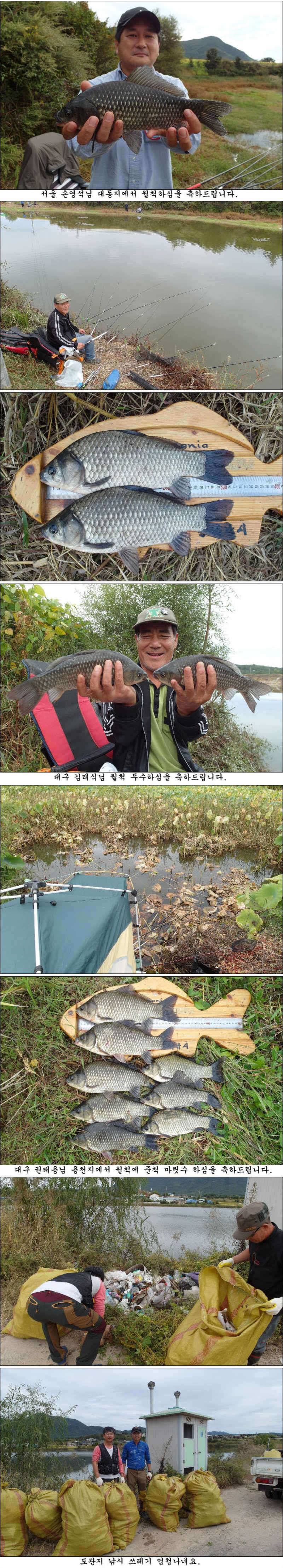 마릿수 재미에 월척들 조황입니다 (조황조행기 - 특파원조황)