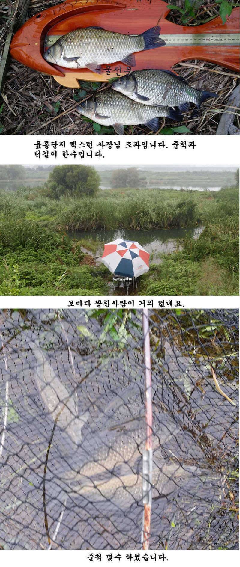청도권 청도천 빵빵 터집니다 (조황조행기 - 특파원조황)
