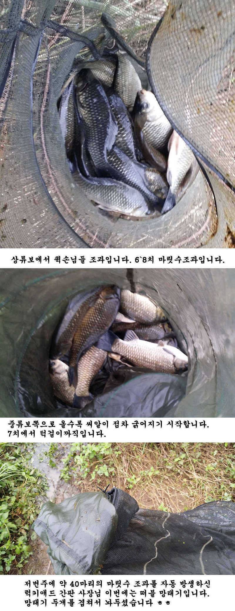 청도권 청도천 빵빵 터집니다 (조황조행기 - 특파원조황)