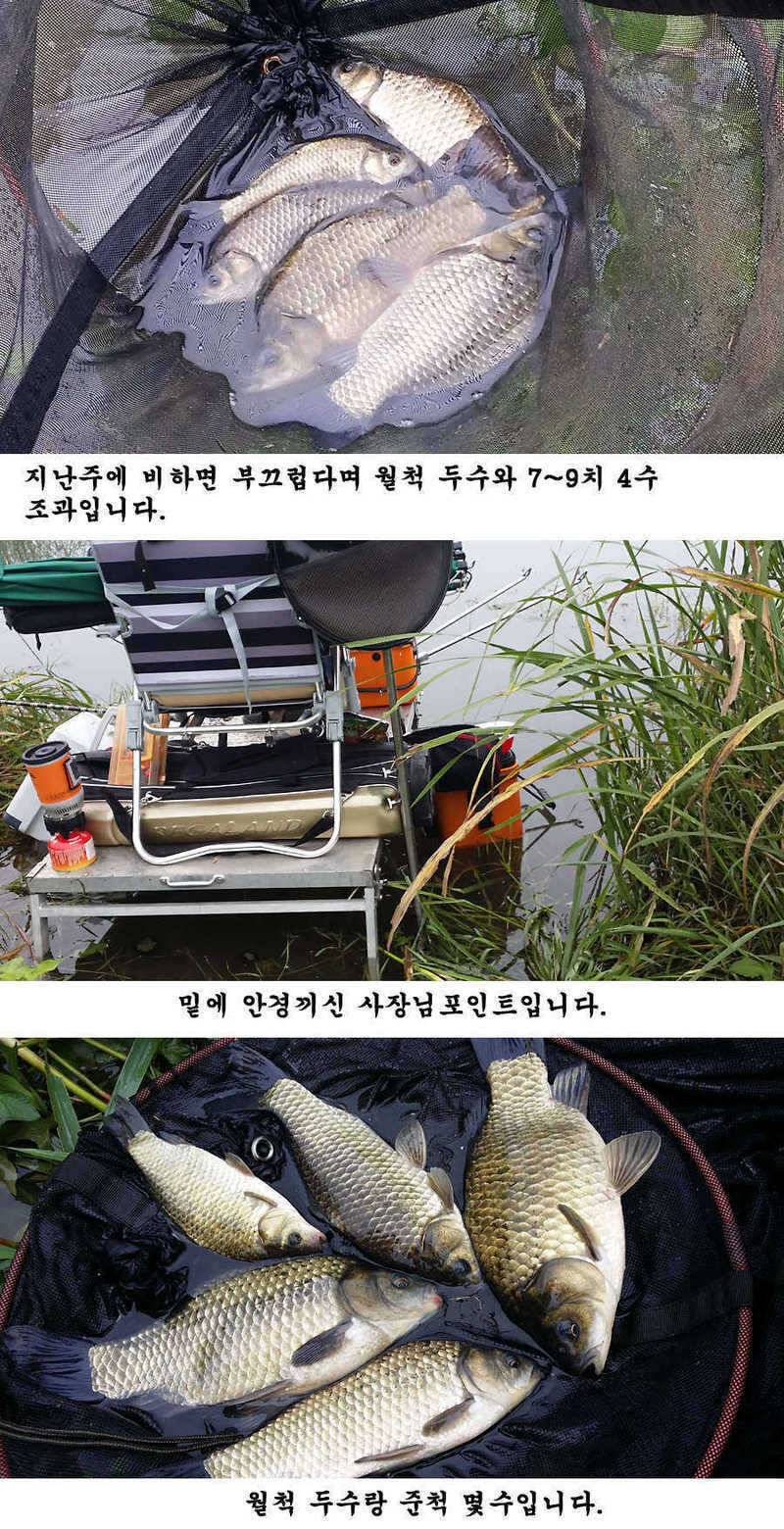 청도권 청도천 빵빵 터집니다 (조황조행기 - 특파원조황)