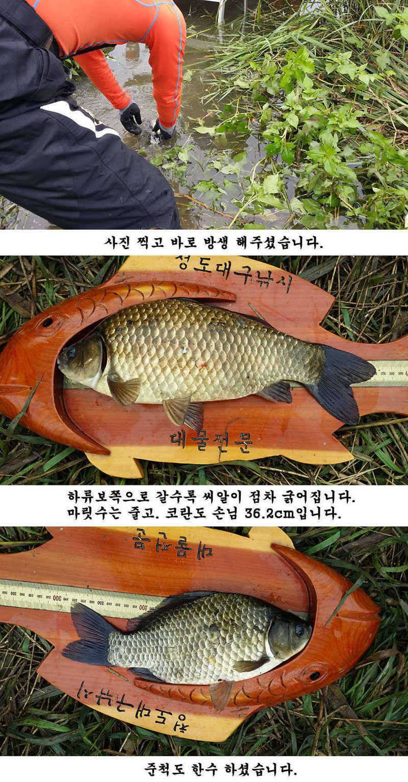 청도권 청도천 빵빵 터집니다 (조황조행기 - 특파원조황)