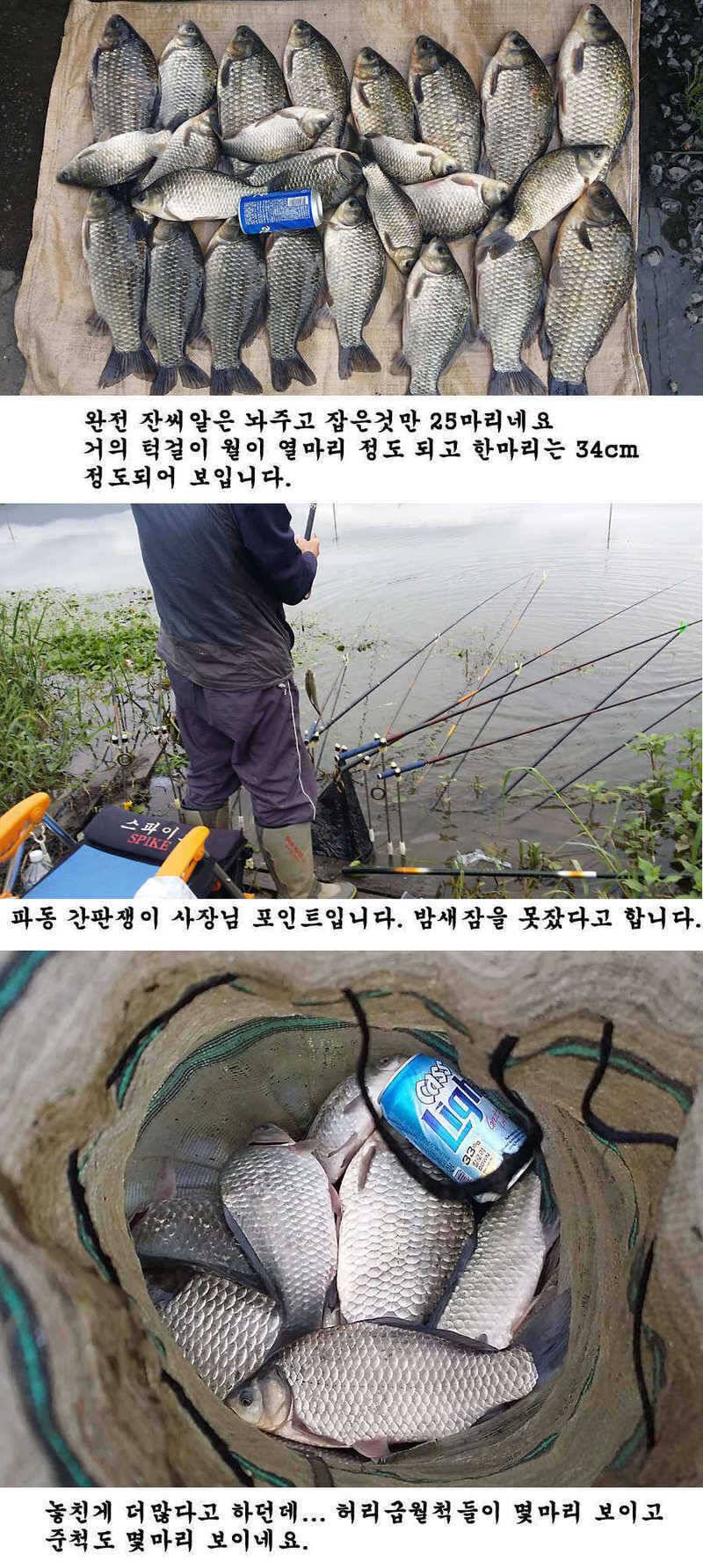 청도권 청도천 빵빵 터집니다 (조황조행기 - 특파원조황)