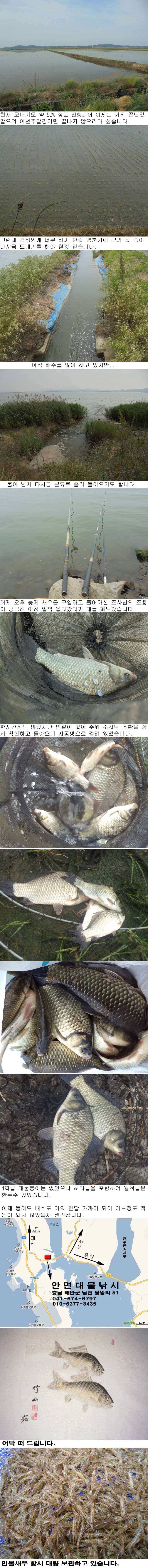 531 부남호 배수와 주중 조황 (조황조행기 - 특파원조황)