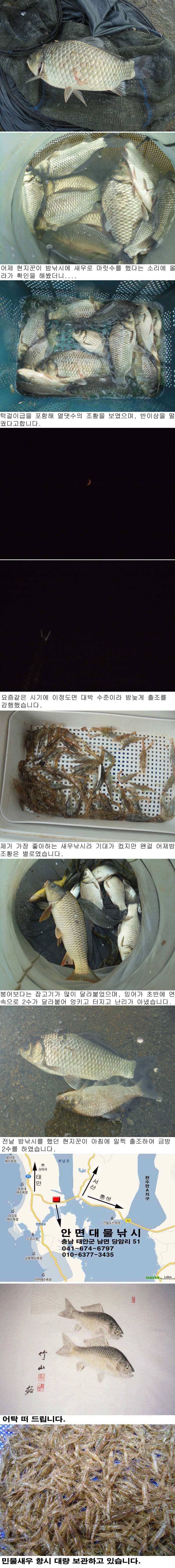 630 부남호 밤낚시 조황 (조황조행기 - 특파원조황)