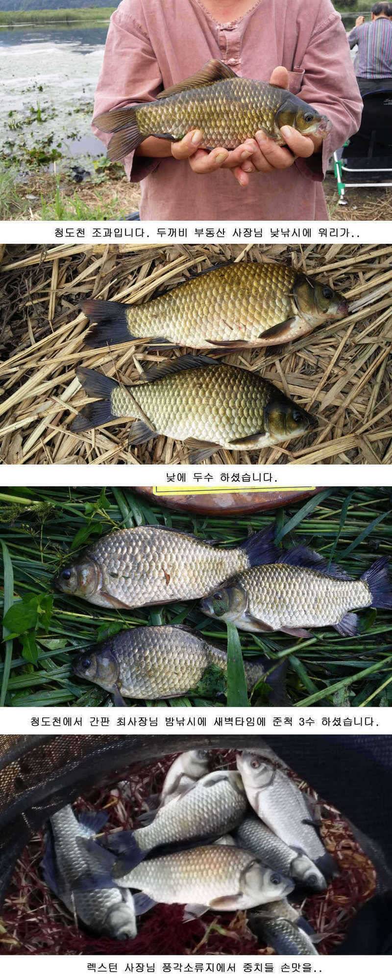 청도권 가을시즌이 열리고 있습니다 (조황조행기 - 특파원조황)