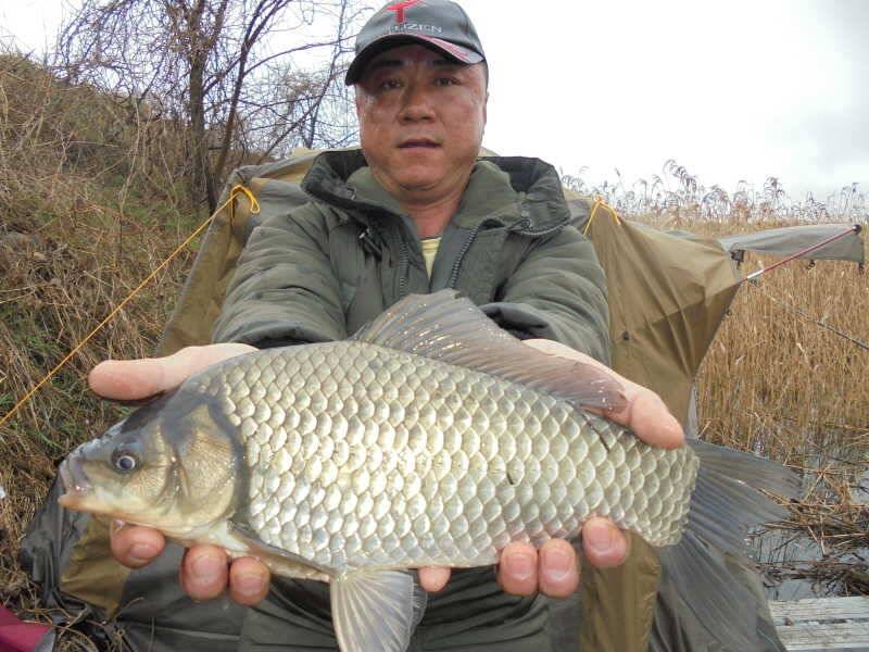 46 부남호 41cm 대물붕어 외 허리급 넘는 붕어 마릿수 비온뒤의 조황 (조황조행기 - 특파원조황)