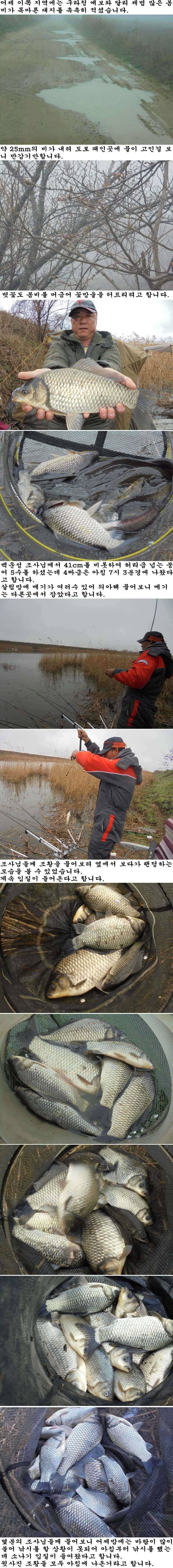 46 부남호 41cm 대물붕어 외 허리급 넘는 붕어 마릿수 비온뒤의 조황 (조황조행기 - 특파원조황)