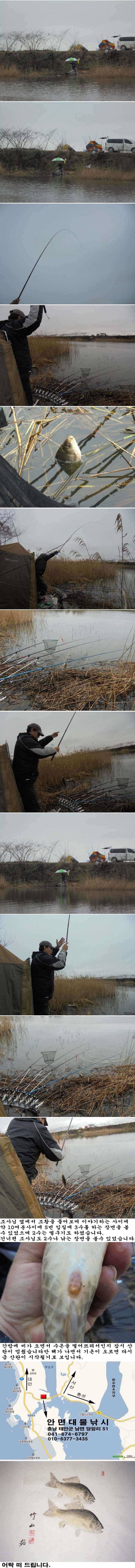 46 부남호 41cm 대물붕어 외 허리급 넘는 붕어 마릿수 비온뒤의 조황 (조황조행기 - 특파원조황)