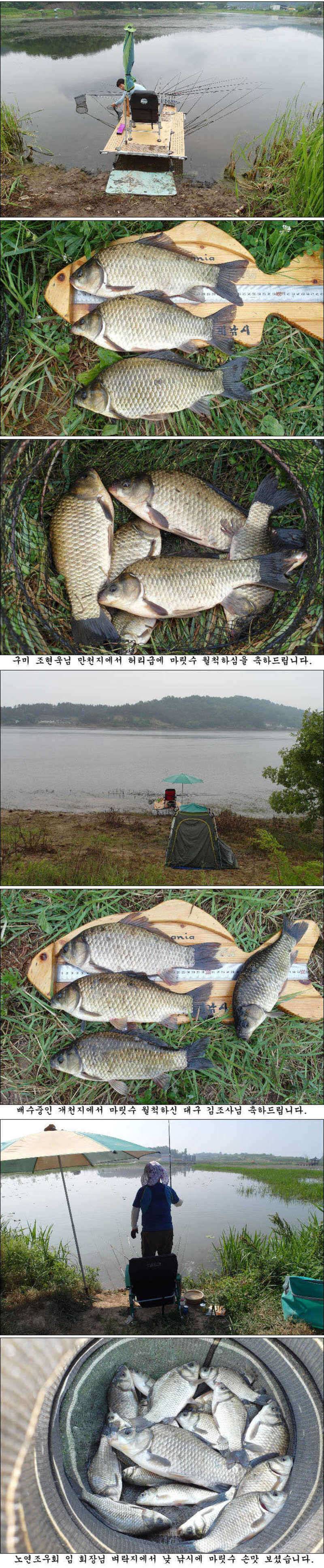 45cm 대물 흑붕어와 월척들 조황입니다 (조황조행기 - 특파원조황)
