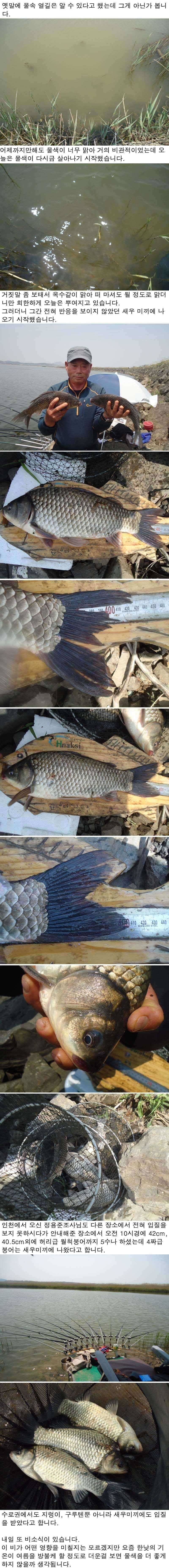 58 부남호 어버이날 기쁨조 42cm 405cm 외 월척붕어 조황 (조황조행기 - 특파원조황)
