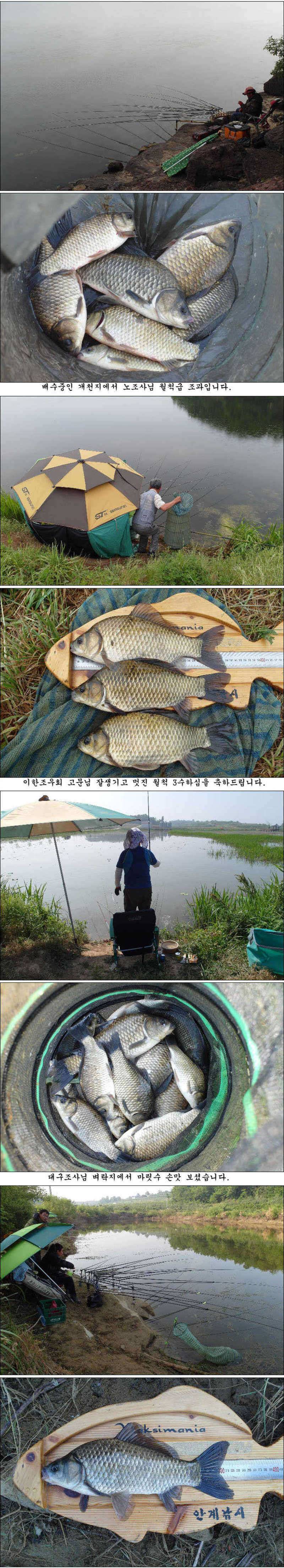 45cm 대물 흑붕어와 월척들 조황입니다 (조황조행기 - 특파원조황)
