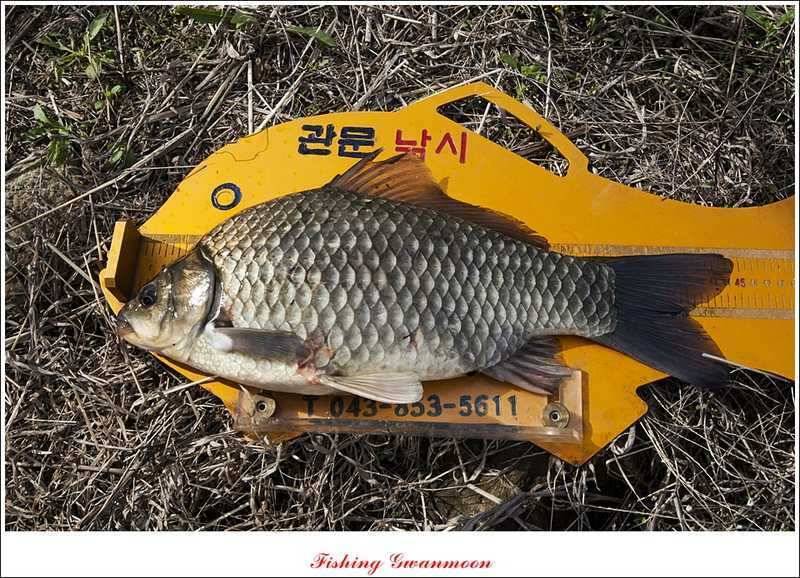 추평지 대물강붕어 대물 (조황조행기 - 특파원조황)