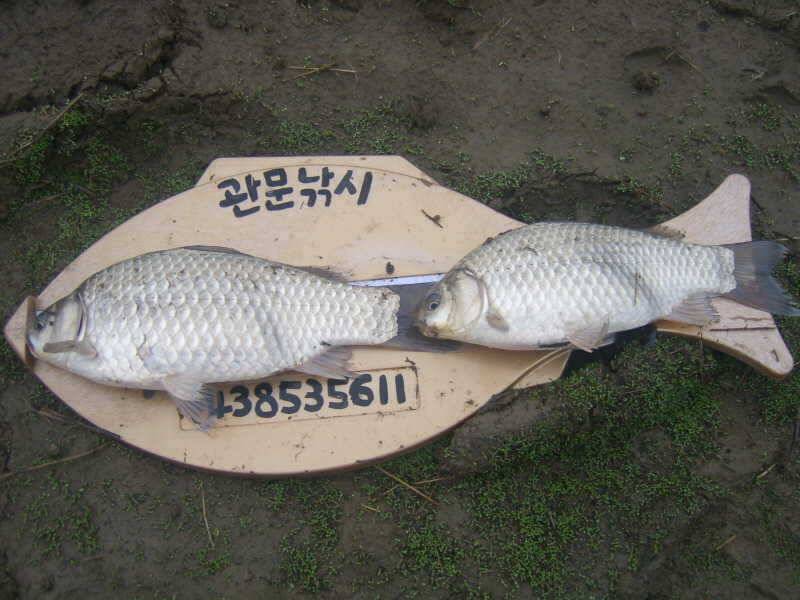 충주호 노지월척급 구경하세요 (조황조행기 - 특파원조황)