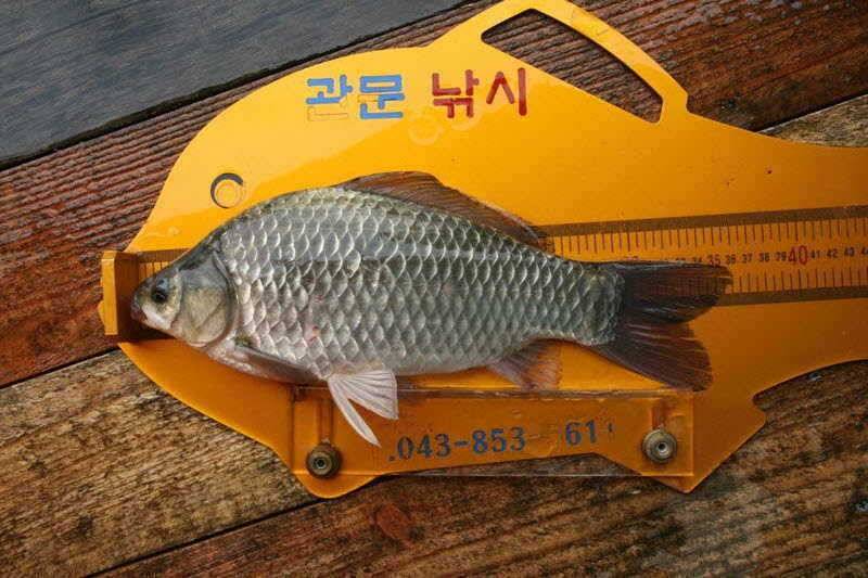 충주호 어려운 낚시네요 (조황조행기 - 특파원조황)
