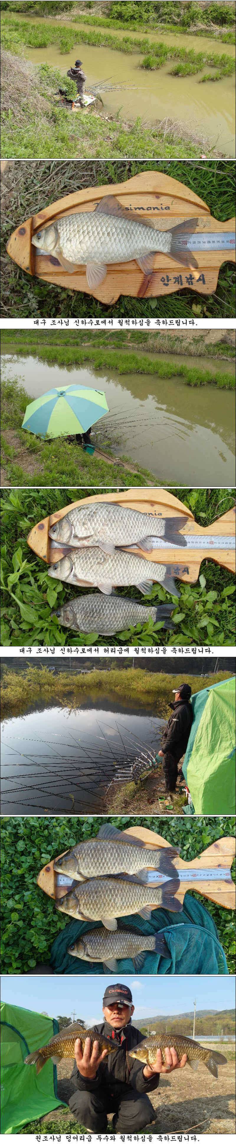 사짜 부럽지 않은 덩어리들 마릿수 조황 (조황조행기 - 특파원조황)