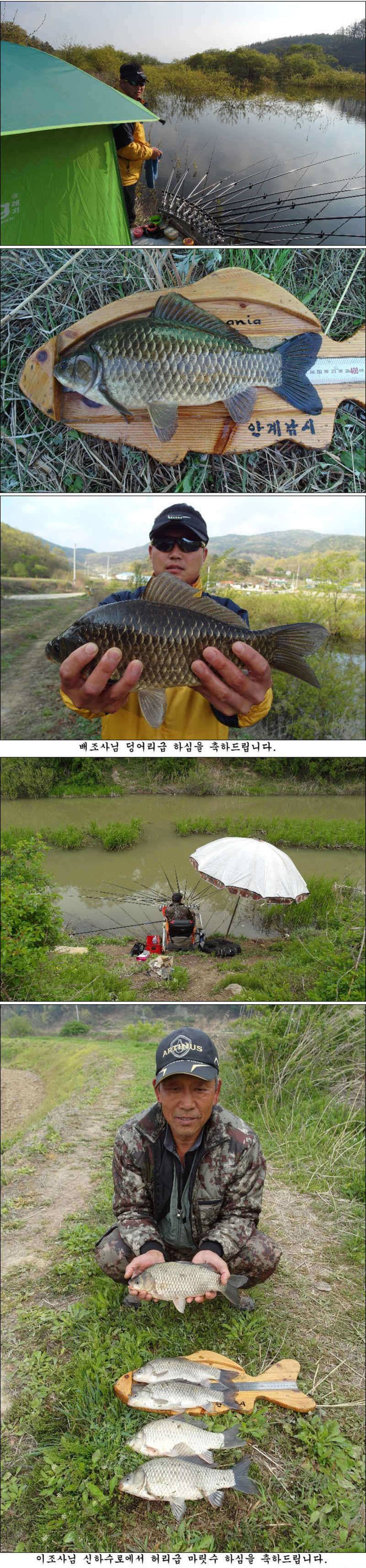 사짜 부럽지 않은 덩어리들 마릿수 조황 (조황조행기 - 특파원조황)
