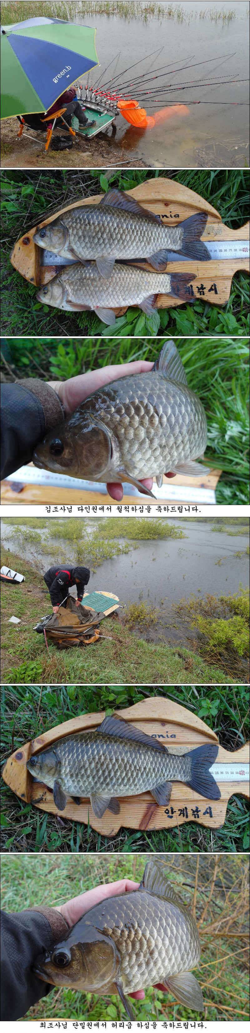 사짜 부럽지 않은 덩어리들 마릿수 조황 (조황조행기 - 특파원조황)