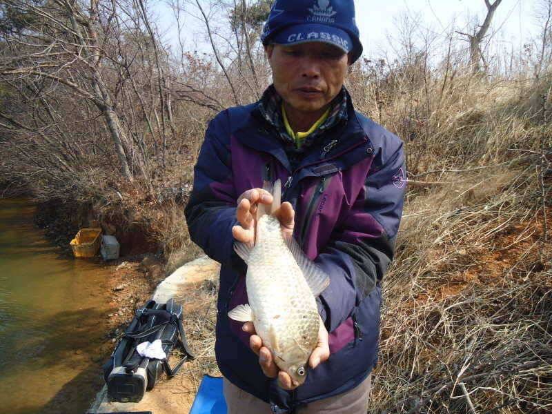325 안면도권 저수지 및 부남호 주중 조황 (조황조행기 - 특파원조황)