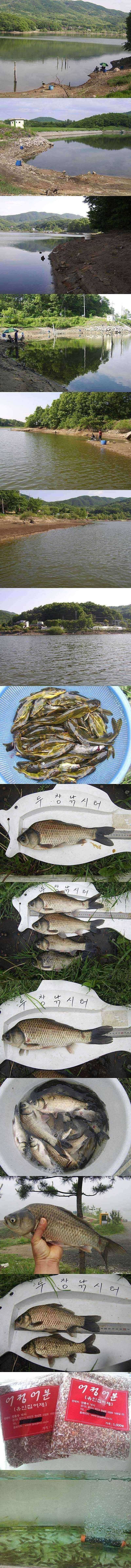 두창지못생긴 붕어들의 모습 (조황조행기 - 특파원조황)