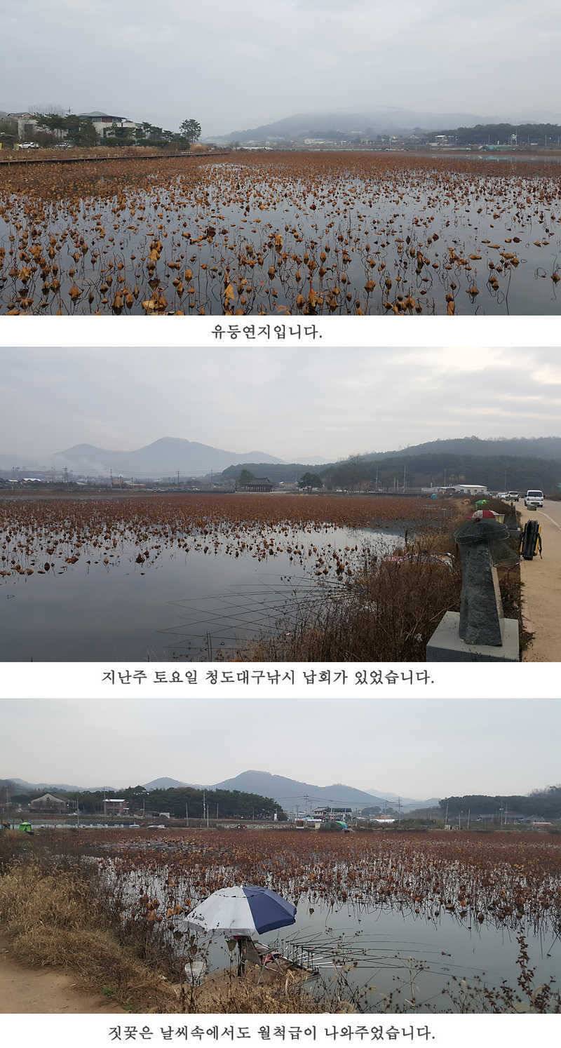 청도권 조황입니다 (조황조행기 - 특파원조황)
