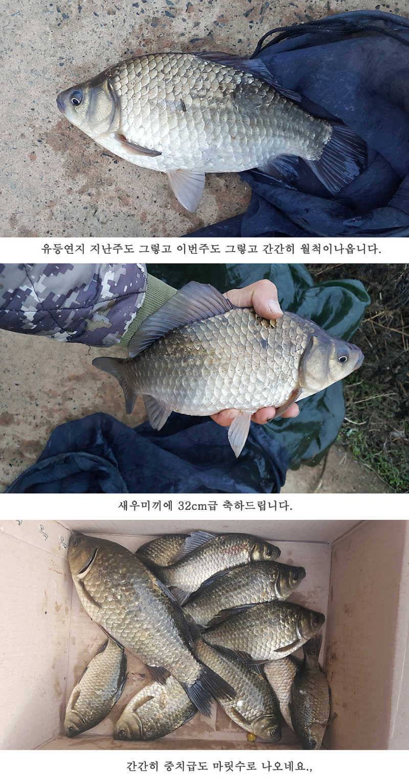 청도권 조황입니다 (조황조행기 - 특파원조황)