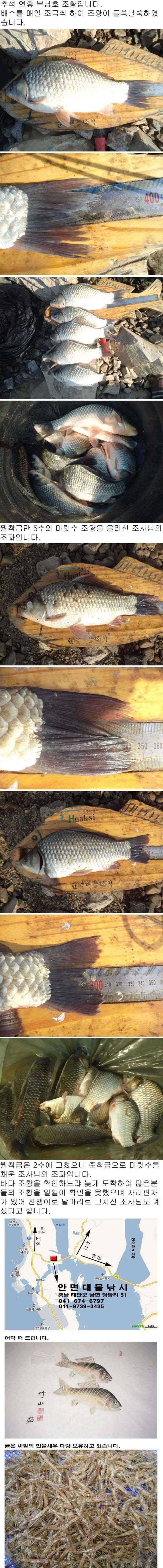 추석 연휴 부남호 조황 (조황조행기 - 특파원조황)
