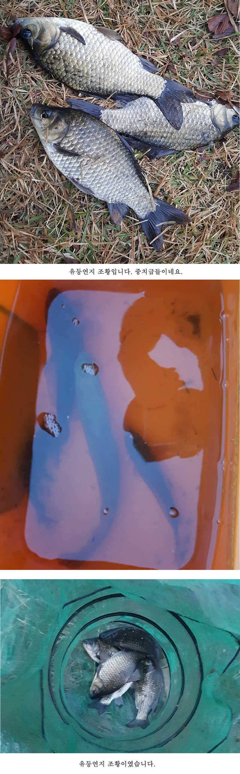 청도권 조황입니다 (조황조행기 - 특파원조황)