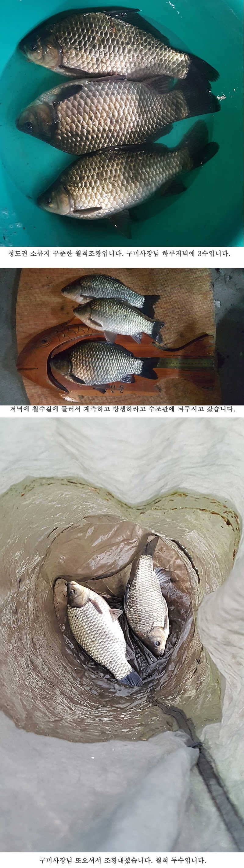 청도권 조황입니다 (조황조행기 - 특파원조황)