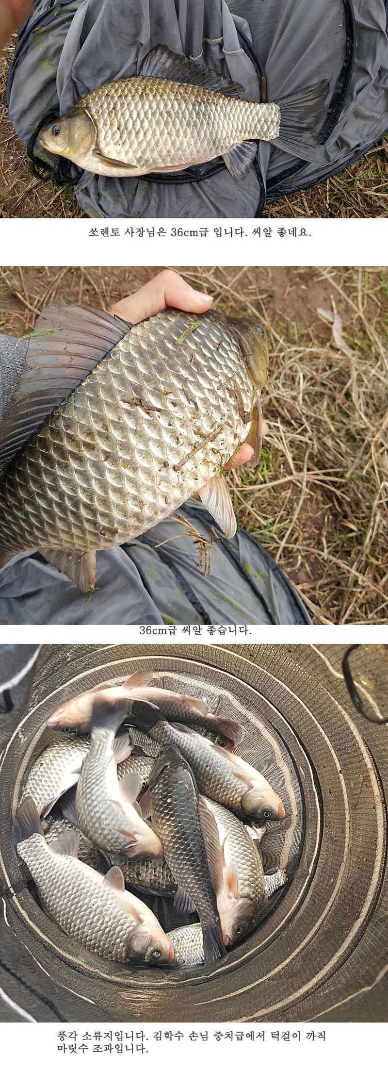 청도권 조황입니다 (조황조행기 - 특파원조황)