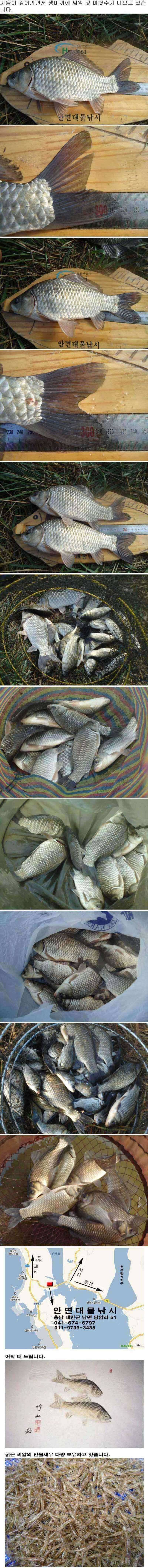 안면도권 저수지 및 수로 주중 조황 안내 (조황조행기 - 특파원조황)