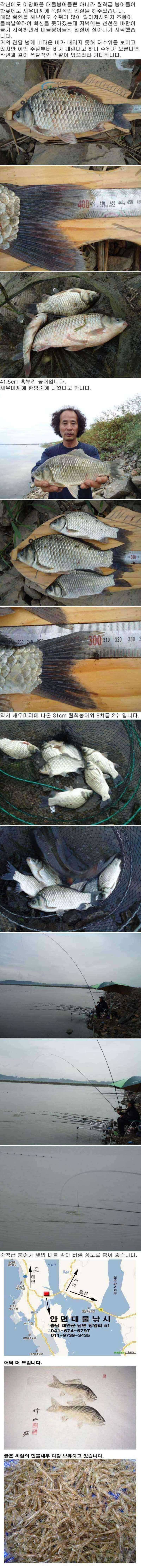 부남호 목요일 주중 조황 안내 (조황조행기 - 특파원조황)