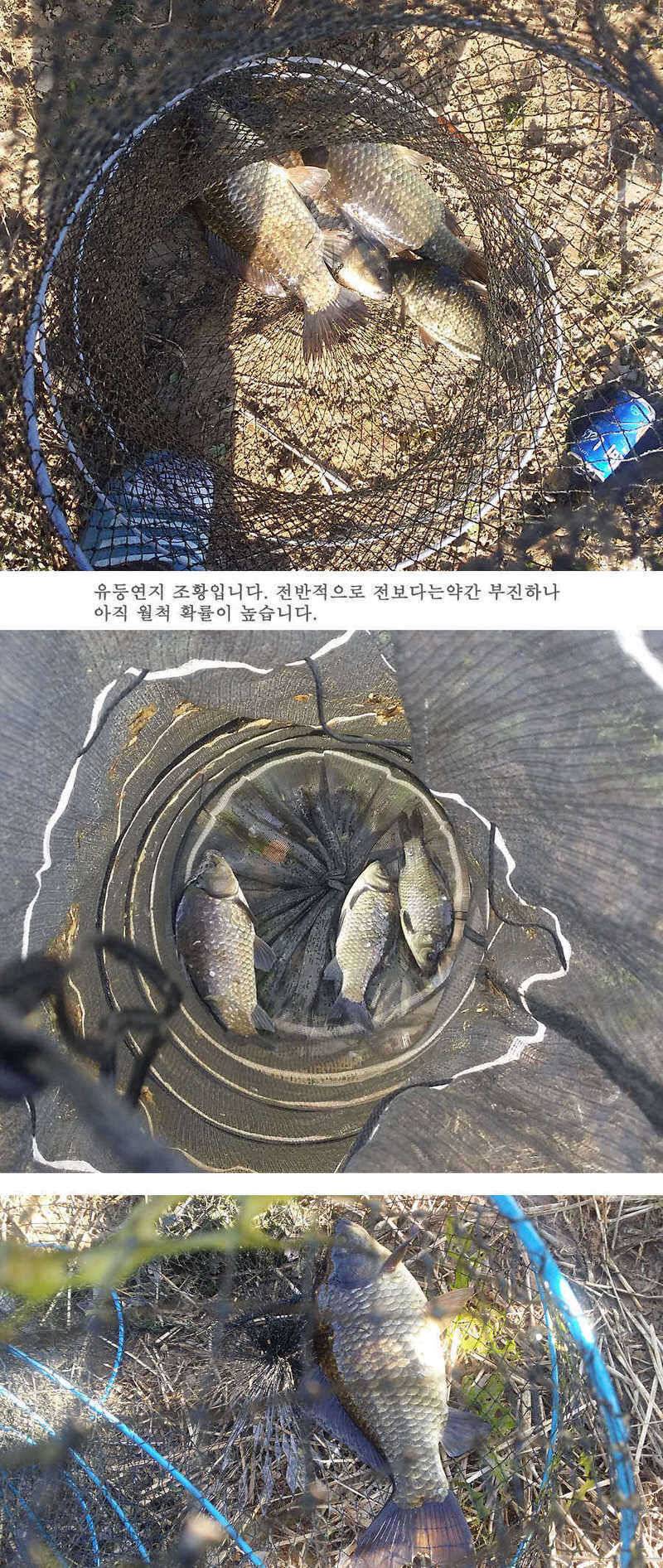 지난주 청도권 45cm (조황조행기 - 특파원조황)