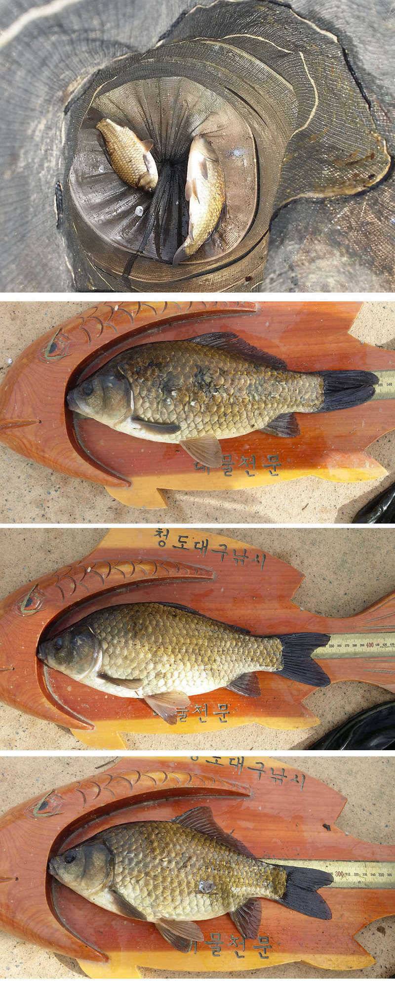 지난주 청도권 45cm (조황조행기 - 특파원조황)