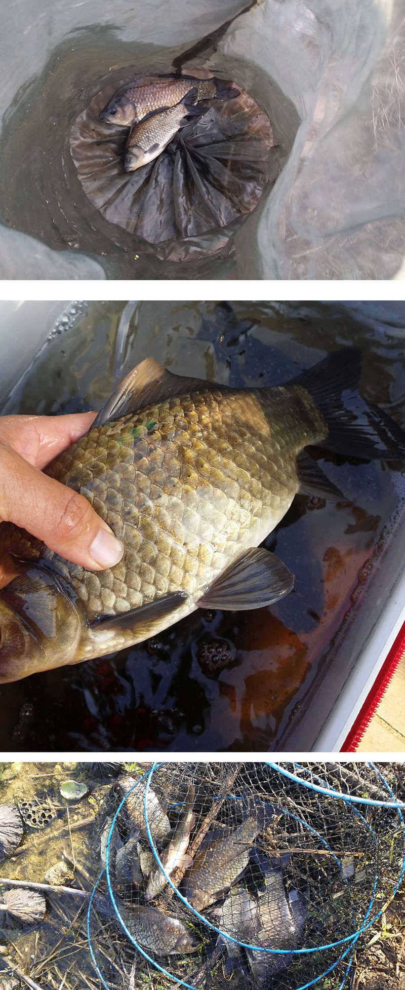 지난주 청도권 45cm (조황조행기 - 특파원조황)