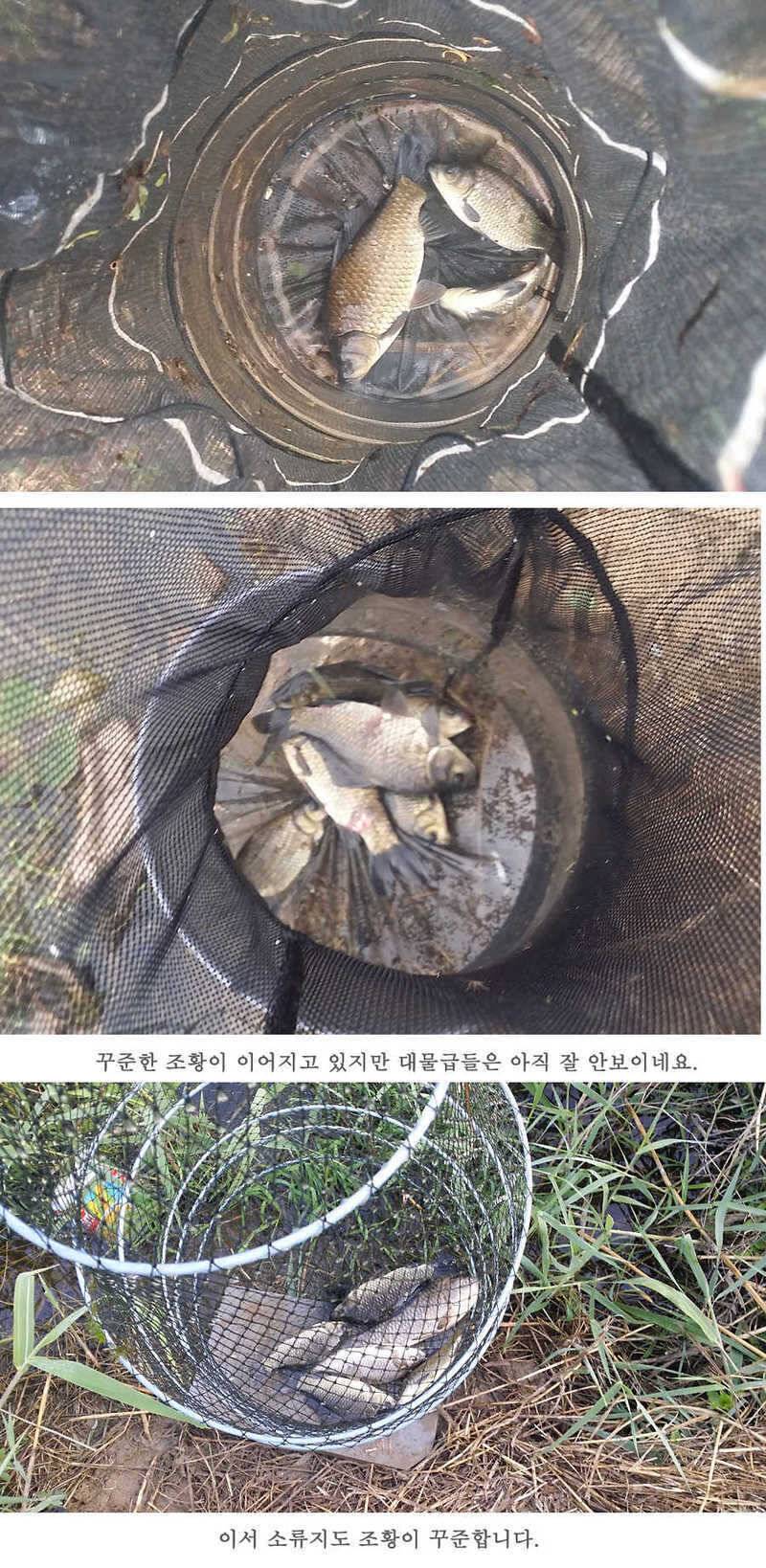지난주 청도권 45cm (조황조행기 - 특파원조황)