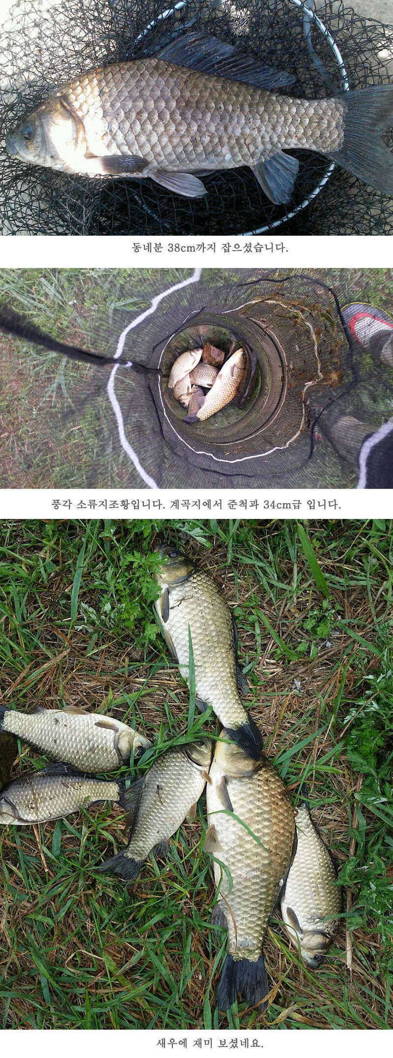 지난주 청도권 45cm (조황조행기 - 특파원조황)