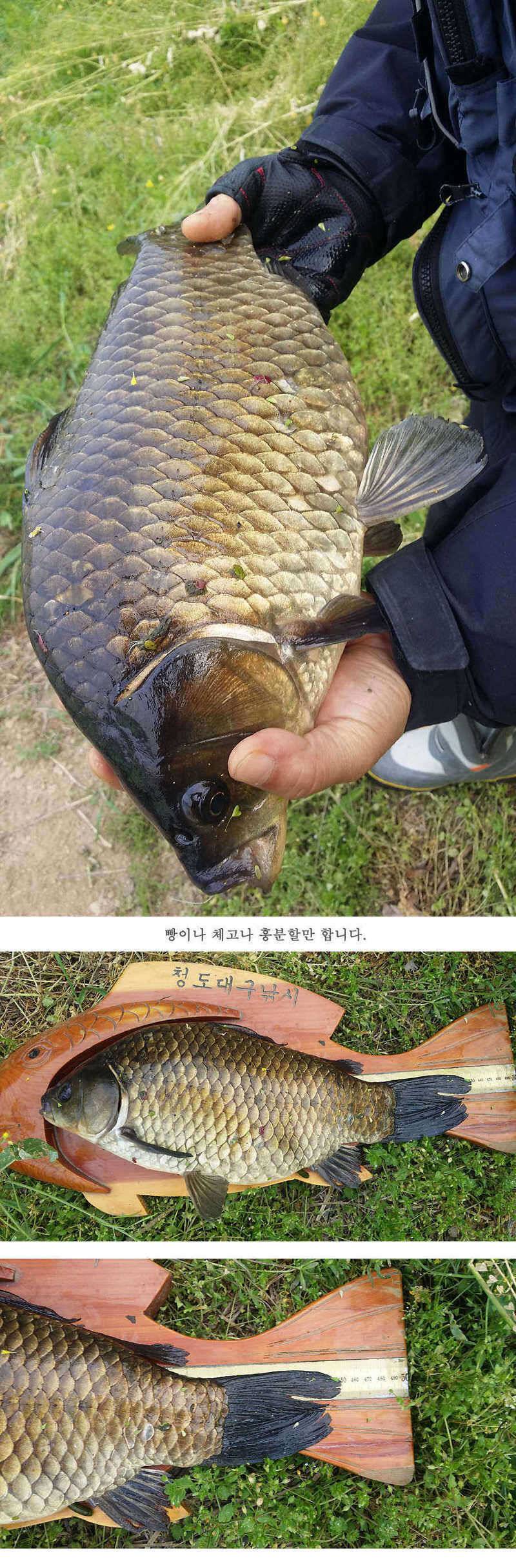 지난주 청도권 45cm (조황조행기 - 특파원조황)
