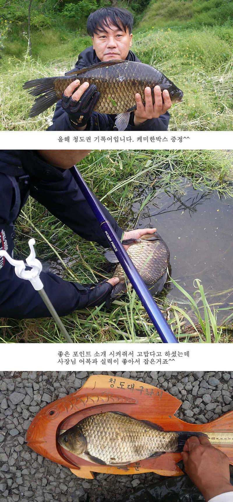 지난주 청도권 45cm (조황조행기 - 특파원조황)