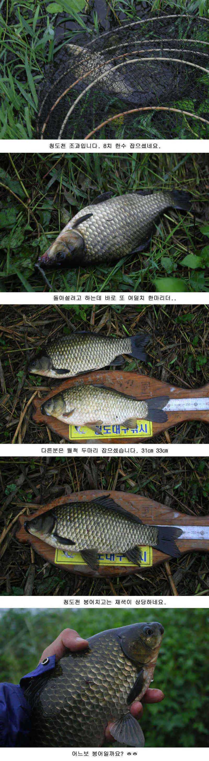 청도권 주말 452cm 및 마릿수 조과 (조황조행기 - 특파원조황)