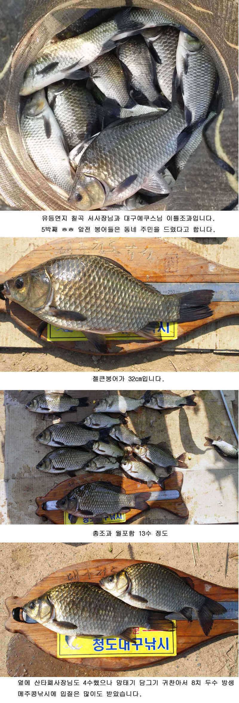 청도권 주말 452cm 및 마릿수 조과 (조황조행기 - 특파원조황)