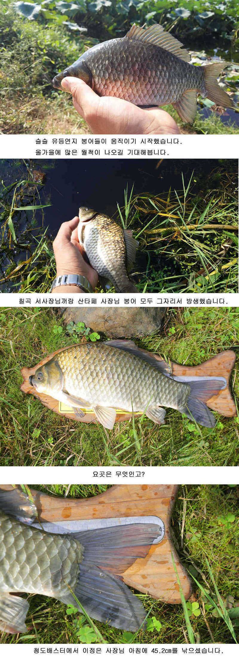 청도권 주말 452cm 및 마릿수 조과 (조황조행기 - 특파원조황)