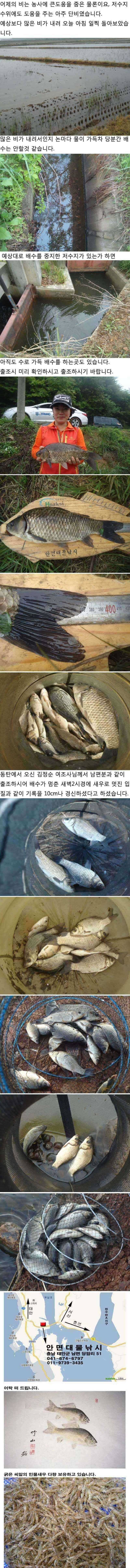 515 안면도권 저수지 및 수로 조황 안내 (조황조행기 - 특파원조황)