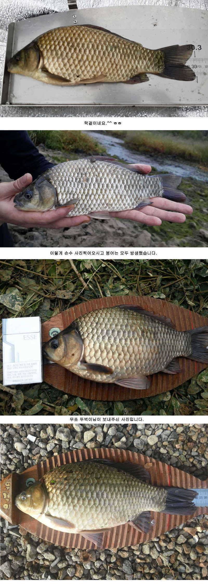 청도권 붕어40cm 잉어 1m대구리도 (조황조행기 - 특파원조황)