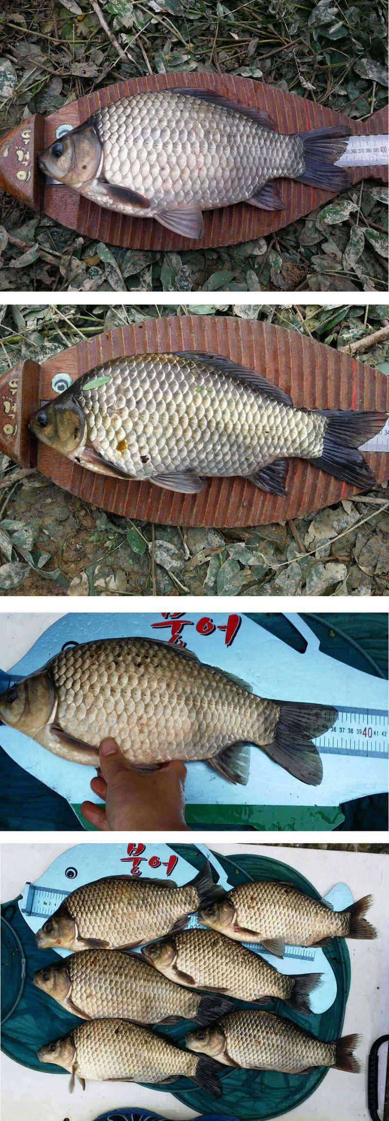 청도권 붕어40cm 잉어 1m대구리도 (조황조행기 - 특파원조황)