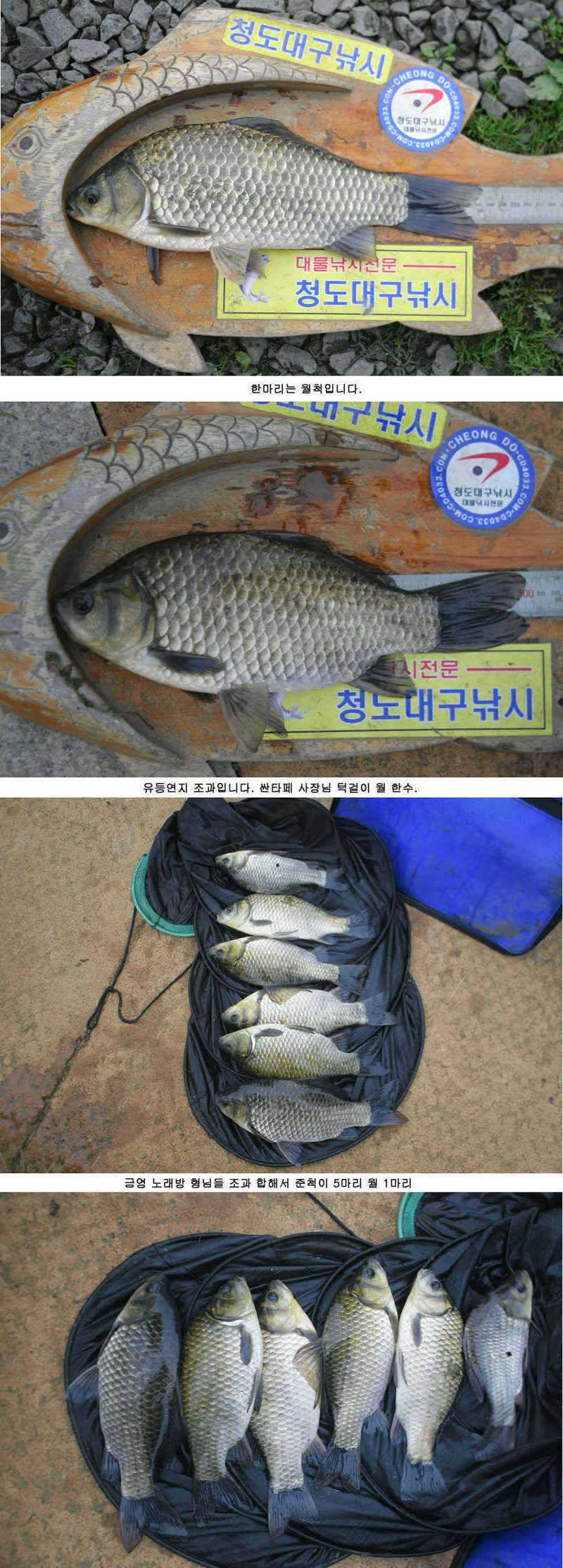 청도권 붕어40cm 잉어 1m대구리도 (조황조행기 - 특파원조황)