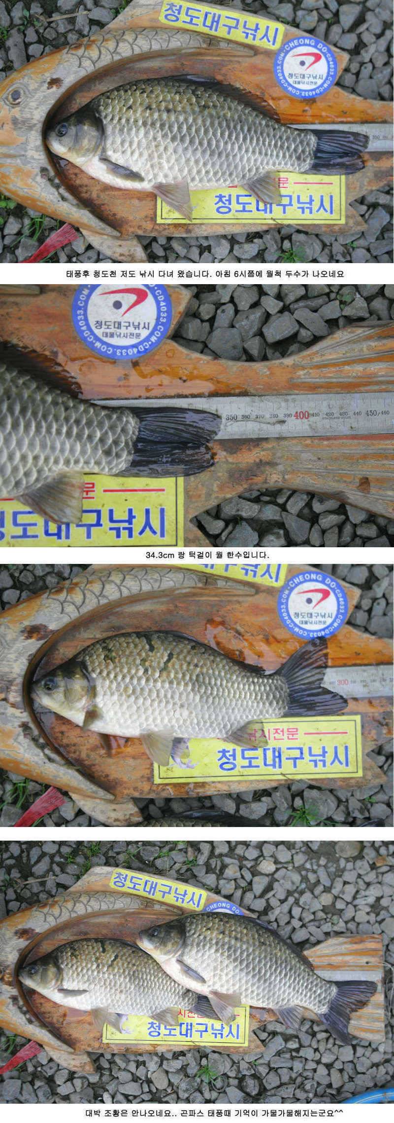 청도권 붕어40cm 잉어 1m대구리도 (조황조행기 - 특파원조황)