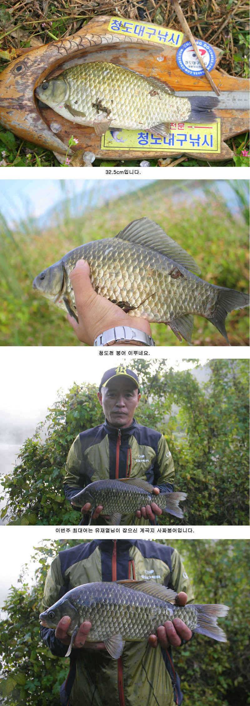 청도권 붕어40cm 잉어 1m대구리도 (조황조행기 - 특파원조황)